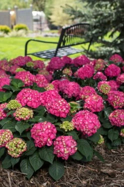 Summer Crush Endless Summer Hydrangea - 3 Gallon Pot 17 Summer Crush Endless Summer Hydrangea - 3 Gallon Pot -Bush Sale Shop Hydrangea Summer Crush Endless Summer 3 4