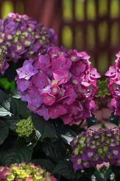 Summer Crush Endless Summer Hydrangea - 7 Gallon Pot 15 Summer Crush Endless Summer Hydrangea - 7 Gallon Pot -Bush Sale Shop Hydrangea Summer Crush Endless Summer 4 5