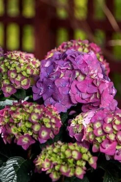 Summer Crush Endless Summer Hydrangea - 6 Gallon Pot (COPY) 18 Summer Crush Endless Summer Hydrangea - 6 Gallon Pot (COPY) -Bush Sale Shop Hydrangea Summer Crush Endless Summer 5 1