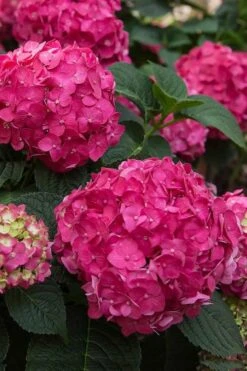 Summer Crush Endless Summer Hydrangea - 6 Gallon Pot (COPY) 14 Summer Crush Endless Summer Hydrangea - 6 Gallon Pot (COPY) -Bush Sale Shop Hydrangea Summer Crush Endless Summer 6 1