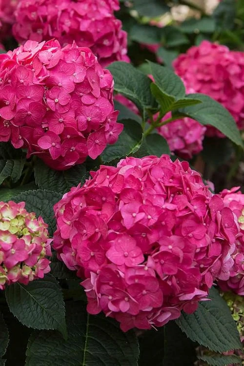 Summer Crush Endless Summer Hydrangea - 6 Gallon Pot (COPY) 6 Summer Crush Endless Summer Hydrangea - 6 Gallon Pot (COPY) - Image 4