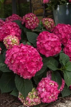 Summer Crush Endless Summer Hydrangea - 6 Gallon Pot (COPY) 19 Summer Crush Endless Summer Hydrangea - 6 Gallon Pot (COPY) -Bush Sale Shop Hydrangea Summer Crush Endless Summer 7 1
