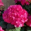 Summer Crush Endless Summer Hydrangea - 6 Gallon Pot (COPY) 2 Summer Crush Endless Summer Hydrangea - 6 Gallon Pot (COPY) -Bush Sale Shop Hydrangea Summer Crush Endless Summer 8 1