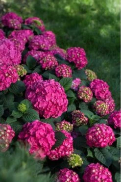 Summer Crush Endless Summer Hydrangea - 6 Gallon Pot (COPY) 16 Summer Crush Endless Summer Hydrangea - 6 Gallon Pot (COPY) -Bush Sale Shop Hydrangea Summer Crush Endless Summer 9 1