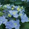 Tuff Stuff Ah-Ha Mountain Hydrangea - 3 Gallon Pot 1 Tuff Stuff Ah-Ha Mountain Hydrangea - 3 Gallon Pot -Bush Sale Shop Hydrangea Tuff Stuff 2