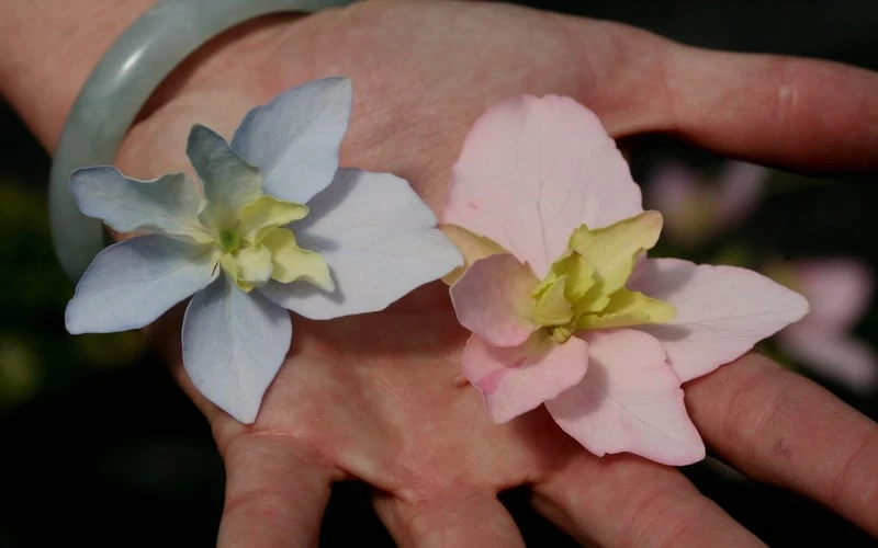 Tuff Stuff Ah-Ha Mountain Hydrangea - 3 Gallon Pot 7 Tuff Stuff Ah-Ha Mountain Hydrangea - 3 Gallon Pot - Image 5