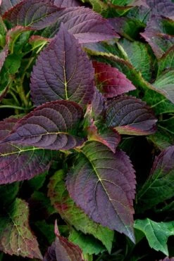 Tuff Stuff Ah-Ha Mountain Hydrangea - 3 Gallon Pot 13 Tuff Stuff Ah-Ha Mountain Hydrangea - 3 Gallon Pot -Bush Sale Shop Hydrangea Tuff Stuff 4
