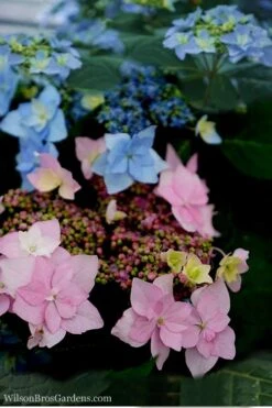 Tuff Stuff Ah-Ha Mountain Hydrangea - 3 Gallon Pot 11 Tuff Stuff Ah-Ha Mountain Hydrangea - 3 Gallon Pot -Bush Sale Shop Hydrangea Tuff Stuff 5