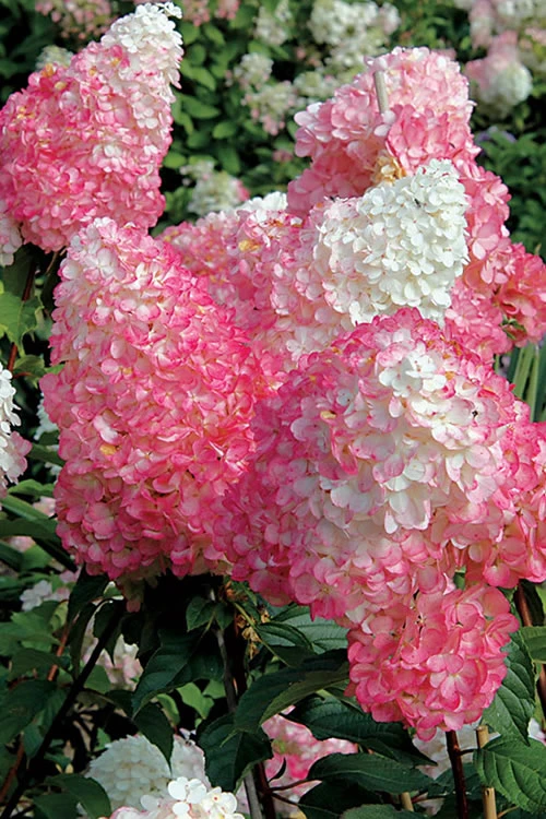 Vanilla Strawberry Hydrangea - 7 Gallon Pot 8 Vanilla Strawberry Hydrangea - 7 Gallon Pot - Image 6