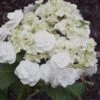 Double Delights Wedding Gown Lacecap Hydrangea - 3 Gallon Pot 2 Double Delights Wedding Gown Lacecap Hydrangea - 3 Gallon Pot -Bush Sale Shop Hydrangea Wedding Gown 8