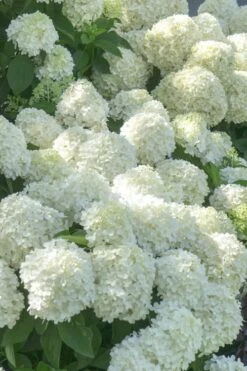 White Wedding Hydrangea - 3 Gallon Pot -Bush Sale Shop Hydrangea White Wedding 5 x750 1