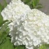 White Wedding Hydrangea - 2 Gallon Pot 2 White Wedding Hydrangea - 2 Gallon Pot -Bush Sale Shop Hydrangea White Wedding Closeup 5 x750