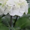 Zebra Hydrangea - 1 Gallon Pot 1 Zebra Hydrangea - 1 Gallon Pot -Bush Sale Shop Hydrangea Zebra 500x750 1