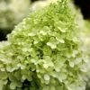Limelight PeeGee Hydrangea - 1 Gallon Pot 2 Limelight PeeGee Hydrangea - 1 Gallon Pot -Bush Sale Shop Hydrangea limelightf BS 1