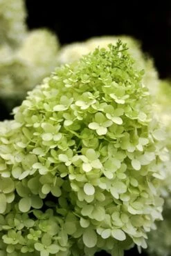 Limelight PeeGee Hydrangea - Single Trunk Topiary Tree - 5 Gallon Pot 10 Limelight PeeGee Hydrangea - Single Trunk Topiary Tree - 5 Gallon Pot -Bush Sale Shop Hydrangea limelightf BS 3