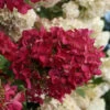 Diamond Rouge Hydrangea - 3 Gallon Pot 2 Diamond Rouge Hydrangea - 3 Gallon Pot -Bush Sale Shop Hydrangia Diamond Rouge 3