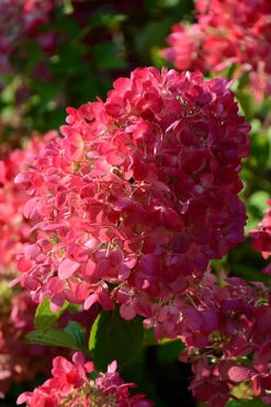 Diamond Rouge Hydrangea - 3 Gallon Pot 14 Diamond Rouge Hydrangea - 3 Gallon Pot -Bush Sale Shop Hydrangia Diamond Rouge 5