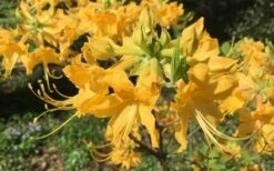 Admiral Semmes Native Azalea - Rhododendron - 3 Gallon Pot -Bush Sale Shop Native Azalea Admiral Semmes 10