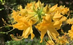 Admiral Semmes Native Azalea - Rhododendron - 3 Gallon Pot -Bush Sale Shop Native Azalea Admiral Semmes 13