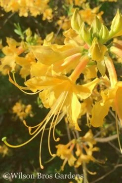 Bush Sale Shop 37 Admiral Semmes Native Azalea - Rhododendron - 3 Gallon Pot