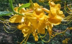 Admiral Semmes Native Azalea - Rhododendron - 3 Gallon Pot -Bush Sale Shop Native Azalea Admiral Semmes