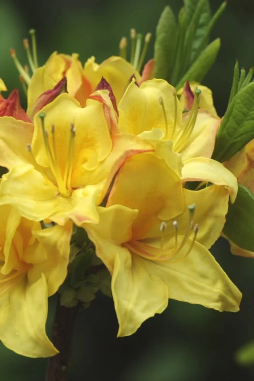 Canary Isles Aromi Azalea (Rhododendron Hybrid) - 3 Gallon Pot 3 Canary Isles Aromi Azalea (Rhododendron Hybrid) - 3 Gallon Pot