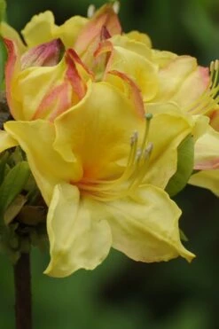 Canary Isles Aromi Azalea (Rhododendron Hybrid) - 3 Gallon Pot 11 Canary Isles Aromi Azalea (Rhododendron Hybrid) - 3 Gallon Pot -Bush Sale Shop Native Azalea Canary Isles 5