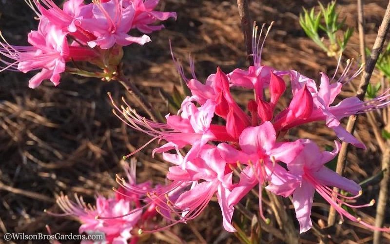 Candy Striper Native Azalea - Rhododendron Canescens - 3 Gallon Pot 6 Candy Striper Native Azalea - Rhododendron Canescens - 3 Gallon Pot - Image 4
