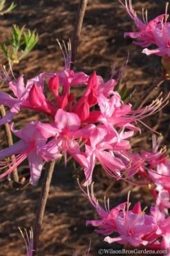 Candy Striper Native Azalea - Rhododendron Canescens - 3 Gallon Pot 11 Candy Striper Native Azalea - Rhododendron Canescens - 3 Gallon Pot -Bush Sale Shop Native Azalea Candy Striper 2