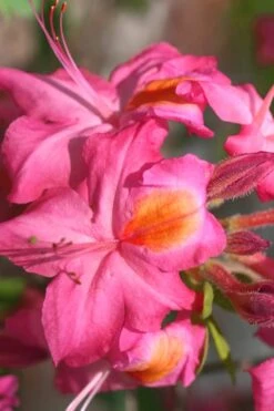 Country Cousin Pink Aromi Azalea (Rhododendron Hybrid) - 3 Gallon Pot 7 Country Cousin Pink Aromi Azalea (Rhododendron Hybrid) - 3 Gallon Pot -Bush Sale Shop Native Azalea Country Cousin 3