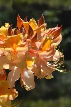 Dancing Rabbit Aromi Azalea (Rhododendron Hybrid) - 3 Gallon Pot 9 Dancing Rabbit Aromi Azalea (Rhododendron Hybrid) - 3 Gallon Pot -Bush Sale Shop Native Azalea Dancing Rabbit 2