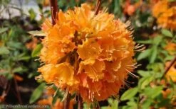 Dons Variegated Native Azalea - Rhododendron - 1 Gallon Pot 11 Dons Variegated Native Azalea - Rhododendron - 1 Gallon Pot -Bush Sale Shop Native Azalea Dons Variegated 10