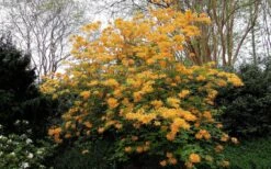 Escatawpa Florida Flame Native Azalea (Rhododendron Austrinum) - 3 Gallon Pot 11 Escatawpa Florida Flame Native Azalea (Rhododendron Austrinum) - 3 Gallon Pot -Bush Sale Shop Native Azalea Escatawpa 4