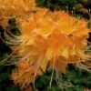 Escatawpa Florida Flame Native Azalea (Rhododendron Austrinum) - 3 Gallon Pot -Bush Sale Shop Native Azalea Escatawpa 6