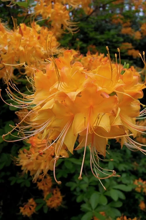 Escatawpa Florida Flame Native Azalea (Rhododendron Austrinum) - 3 Gallon Pot 3 Escatawpa Florida Flame Native Azalea (Rhododendron Austrinum) - 3 Gallon Pot