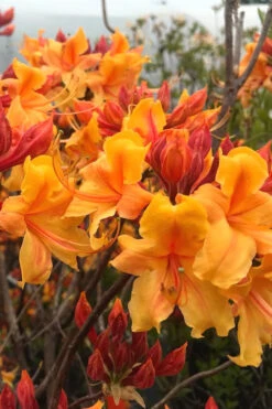 Four Kings Aromi Azalea (Rhododendron Hybrid) - 3 Gallon Pot 11 Four Kings Aromi Azalea (Rhododendron Hybrid) - 3 Gallon Pot -Bush Sale Shop Native Azalea Four Kings 8