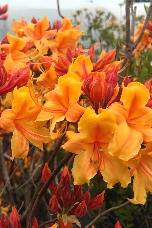 Four Kings Aromi Azalea (Rhododendron Hybrid) - 3 Gallon Pot 7 Four Kings Aromi Azalea (Rhododendron Hybrid) - 3 Gallon Pot - Image 5