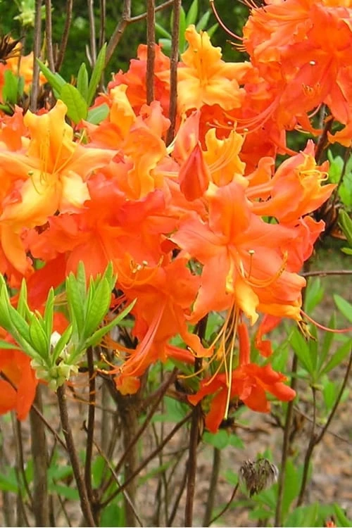 Frontier Gold Aromi Azalea (Rhododendron Hybrid) - 1 Gallon Pot 7 Frontier Gold Aromi Azalea (Rhododendron Hybrid) - 1 Gallon Pot - Image 5
