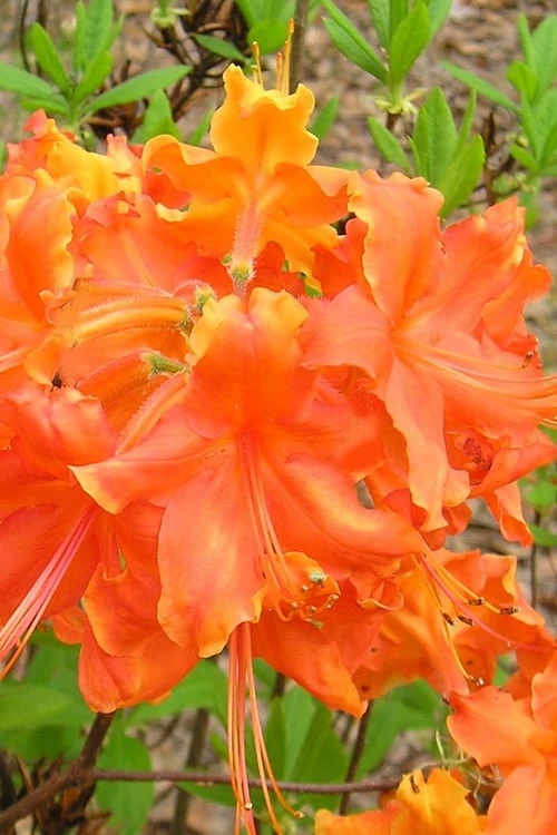 Frontier Gold Aromi Azalea (Rhododendron Hybrid) - 1 Gallon Pot 3 Frontier Gold Aromi Azalea (Rhododendron Hybrid) - 1 Gallon Pot