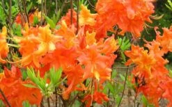 Frontier Gold Aromi Azalea (Rhododendron Hybrid) - 1 Gallon Pot 10 Frontier Gold Aromi Azalea (Rhododendron Hybrid) - 1 Gallon Pot -Bush Sale Shop Native Azalea Frontier Gold 4