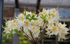 High Tide Aromi Azalea (Deciduous Rhododendron Hybrid) - 1 Gallon Pot 10 High Tide Aromi Azalea (Deciduous Rhododendron Hybrid) - 1 Gallon Pot -Bush Sale Shop Native Azalea High Tide 2 1