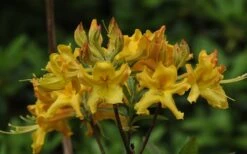 Jane's Gold Aromi Azalea (Rhododendron Hybrid) - 3 Gallon Pot 13 Jane's Gold Aromi Azalea (Rhododendron Hybrid) - 3 Gallon Pot -Bush Sale Shop Native Azalea Janes Gold 1
