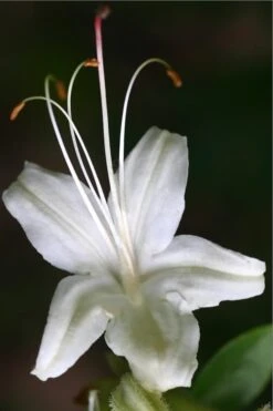 June Jubilee Aromi Azalea (Rhododendron Hybrid) - 3 Gallon Pot 9 June Jubilee Aromi Azalea (Rhododendron Hybrid) - 3 Gallon Pot -Bush Sale Shop Native Azalea June Jubilee 2