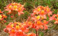 King's Trumpeter Aromi Azalea (Rhododendron Hybrid) - 3 Gallon Pot -Bush Sale Shop Native Azalea Kings Trumpeter 3