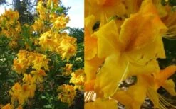 King's Wizard Aromi Azalea (Rhododendron Hybrid) - 1 Gallon Pot 9 King's Wizard Aromi Azalea (Rhododendron Hybrid) - 1 Gallon Pot -Bush Sale Shop Native Azalea Kings Wizard 4