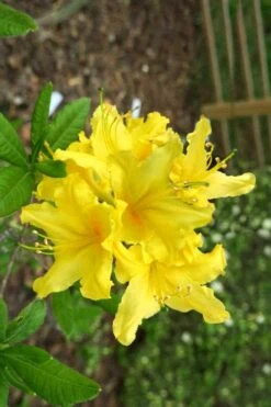 Lemonade Aromi Azalea (Rhododendron Hybrid) - 1 Gallon Pot -Bush Sale Shop Native Azalea Lemonade 10 1