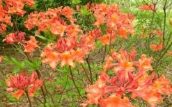 Mauvilla Gold Aromi Azalea (Rhododendron Hybrid) - 1 Gallon Pot 10 Mauvilla Gold Aromi Azalea (Rhododendron Hybrid) - 1 Gallon Pot -Bush Sale Shop Native Azalea Mauvila Gold 1