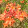 Mauvilla Gold Aromi Azalea (Rhododendron Hybrid) - 1 Gallon Pot 2 Mauvilla Gold Aromi Azalea (Rhododendron Hybrid) - 1 Gallon Pot -Bush Sale Shop Native Azalea Mauvila Gold 10