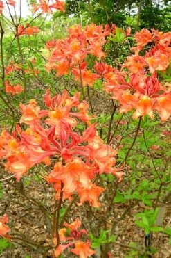 Mauvilla Gold Aromi Azalea (Rhododendron Hybrid) - 1 Gallon Pot 11 Mauvilla Gold Aromi Azalea (Rhododendron Hybrid) - 1 Gallon Pot -Bush Sale Shop Native Azalea Mauvila Gold 2