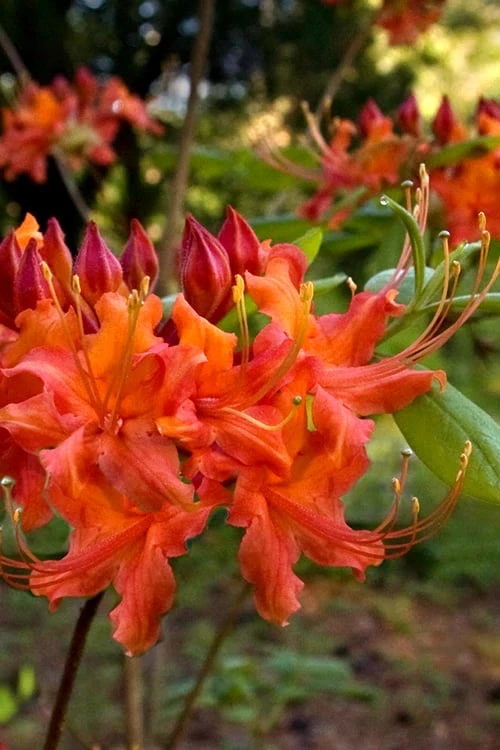 Oconee Native Azalea - Rhododendron Flammeum Speciosum - 1 Gallon Pot 3 Oconee Native Azalea - Rhododendron Flammeum Speciosum - 1 Gallon Pot